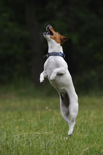 Jumping jack russell terrier köpek — Stok fotoğraf