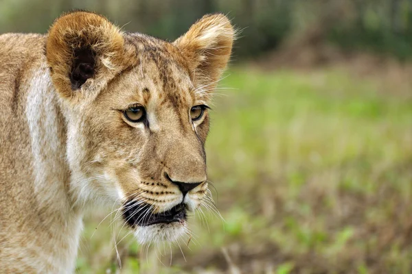 Löwin auf Savanne — Stockfoto