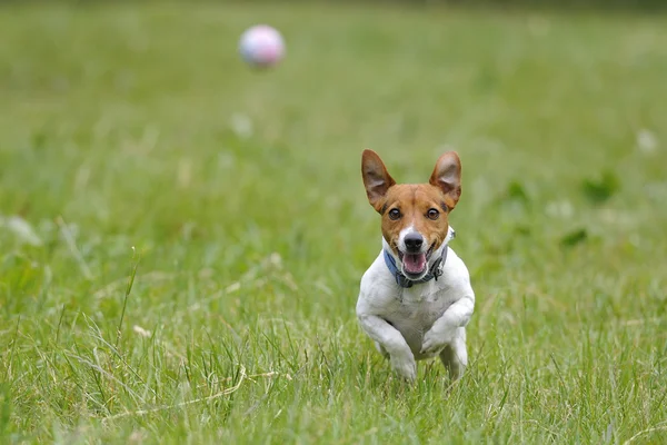 Löpande hund för en boll — Stockfoto