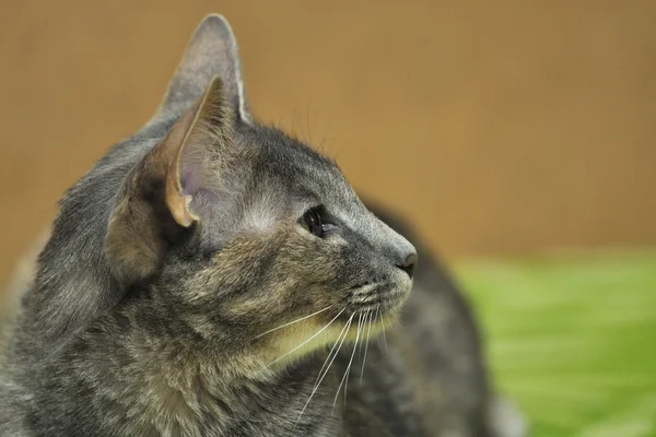 Cat portrait — Stock Photo, Image