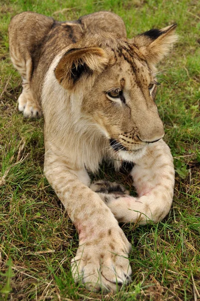 Cucciolo di leone sdraiato a terra — Foto Stock