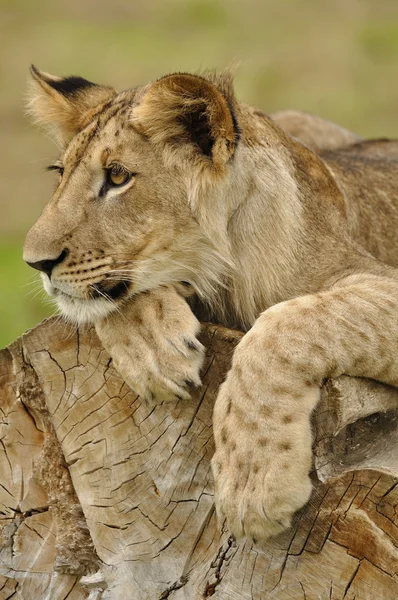 Leeuw cub op zoek links op de boomstam — Stockfoto