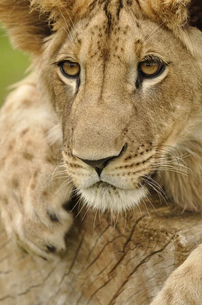 Lion stare — Stock Photo, Image