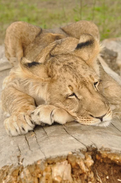 Löwe schläft auf Baum — Stockfoto
