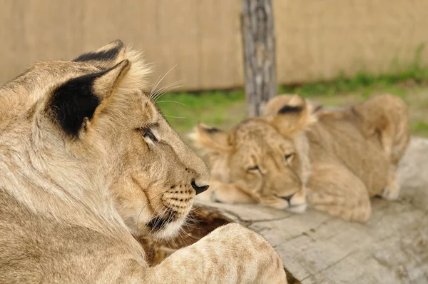 Löwe schaut schlafenden Löwen an — Stockfoto