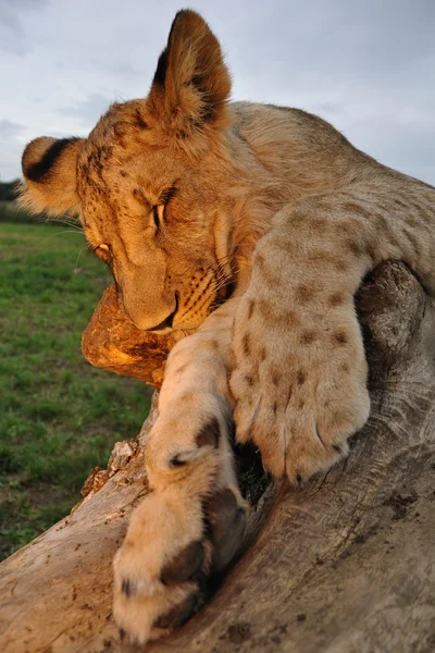 Sleeping lion in sunset — Stock Photo, Image