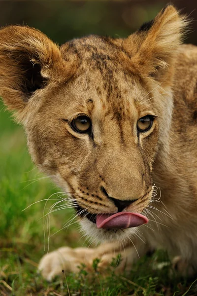 Löwe leckt — Stockfoto