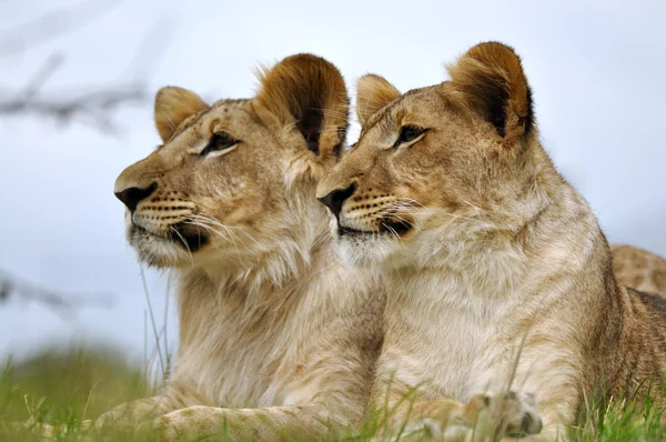 Lion couple on grass — Stock Photo, Image