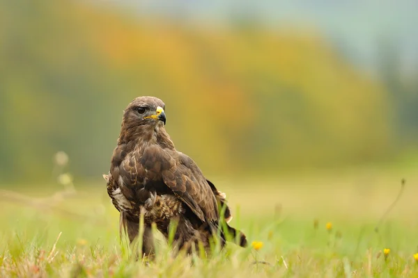 Buizerd op veld — Stockfoto