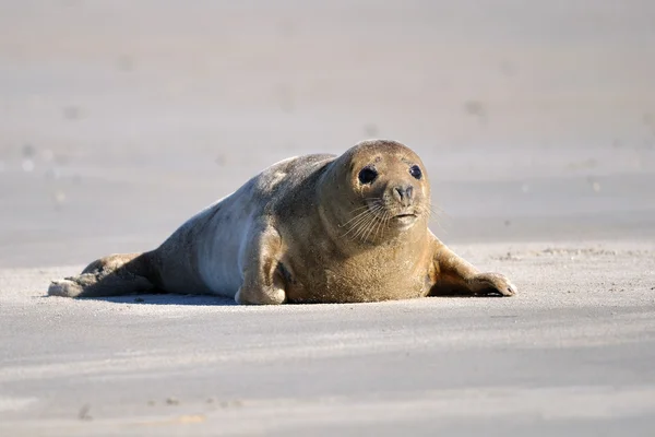 Harbor seal — Stockfoto