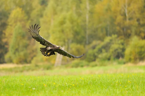 Steppe Eagle flying above the ground — Stock Photo, Image