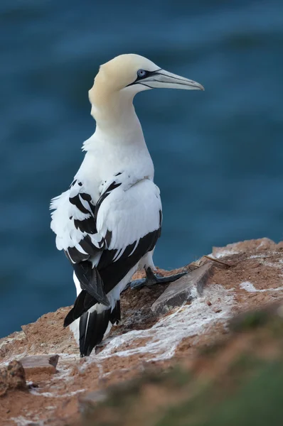 Gannet settentrionale — Foto Stock