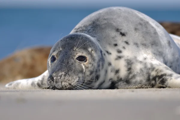 Closeup harbor seal — Stockfoto