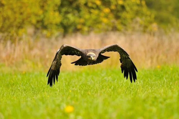 Steppe Eagle flying above the ground — Stock Photo, Image
