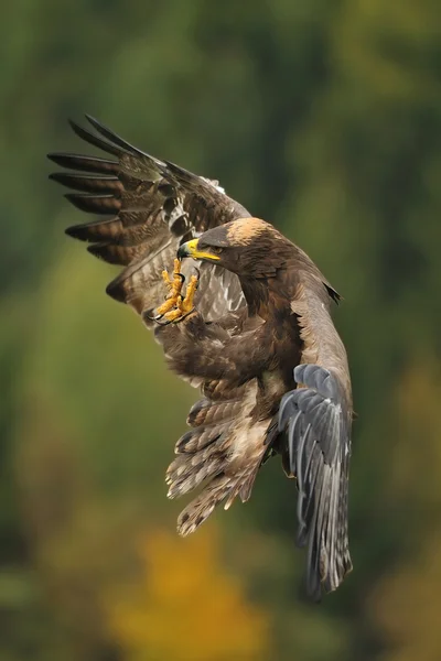 Landing Steppe Eagle — Stock Photo, Image