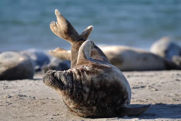 Uitrekkende harbor seal — Stockfoto