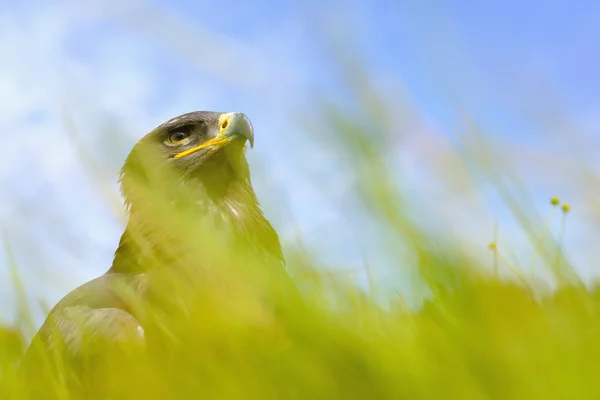 Steppe Eagle sitting in the field — Stock Photo, Image