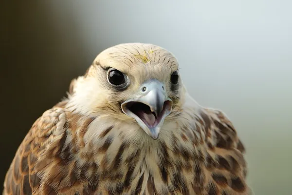 Lanner falcon portret — Stockfoto