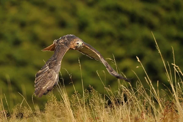 Flying Red-tailed Hawk — Stock Photo, Image