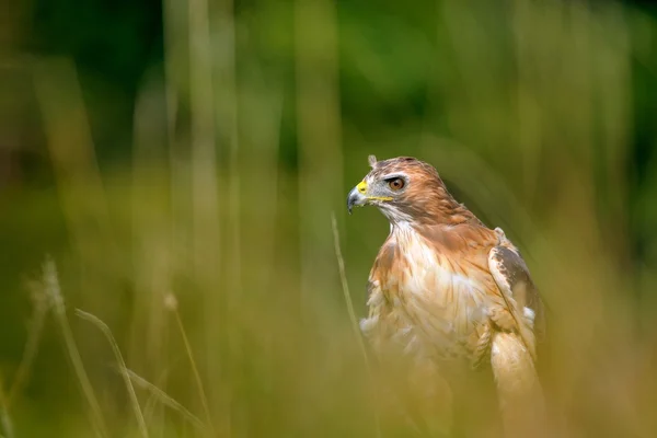 Red - tailed hawk in het gras — Stockfoto