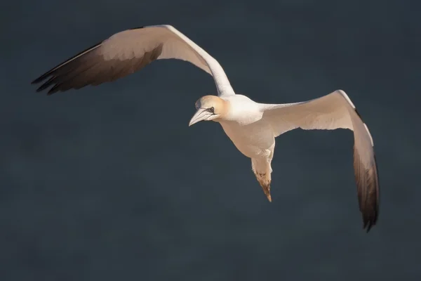 Flying Northern Gannet — Stock Photo, Image