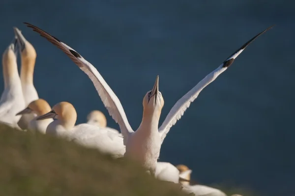 Northern Gannet colony — Stock Photo, Image