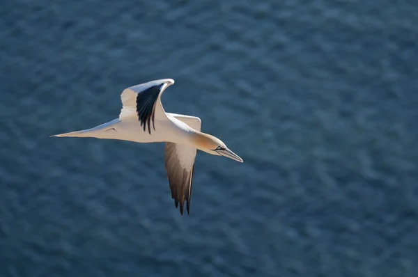 Kuzey gannet uçan — Stok fotoğraf