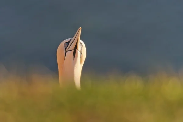 Kuzey gannet kafa — Stok fotoğraf