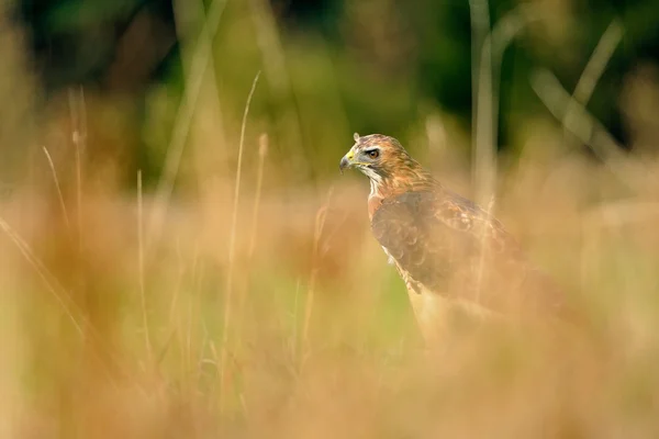 Röd - tailed hök i gräset — Stockfoto