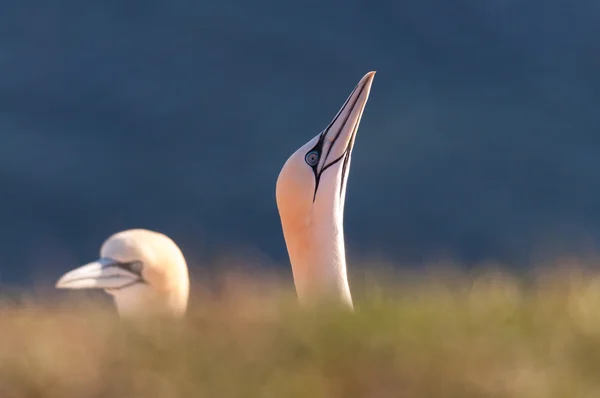 Duas cabeças Northern Gannet — Fotografia de Stock