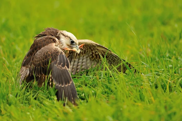 Comendo Lanner Falcon no chão — Fotografia de Stock