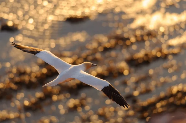 Northern Gannet flying above golden see — Stock Photo, Image