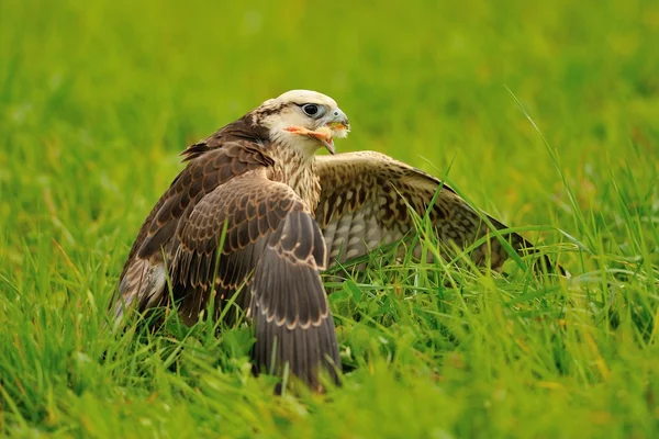 Eating Lanner Falcon on the ground — Stock Photo, Image