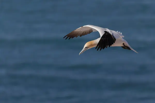 Kuzey gannet uçan — Stok fotoğraf