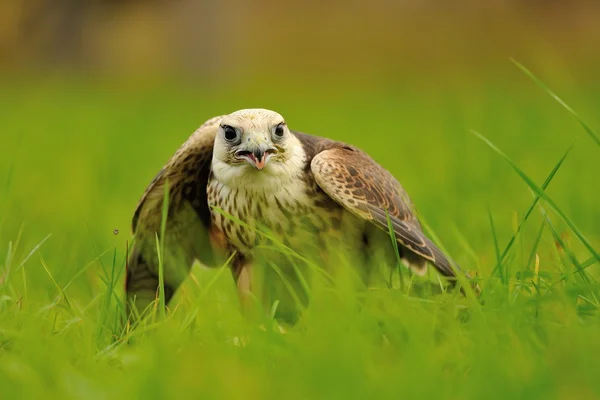 Fechar Lanner Falcon — Fotografia de Stock