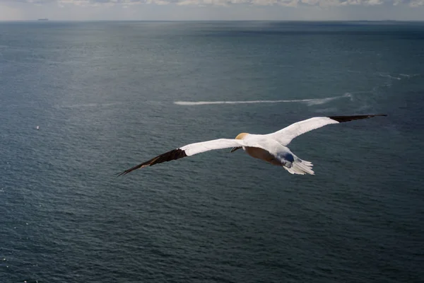 Northern Gannet fly as symbol of freedom — Stock Photo, Image