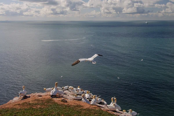 Northern Gannet flying above birds colony — Stock Photo, Image