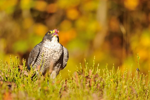 Peregrine Falcon sitting on the ground — Stock Photo, Image
