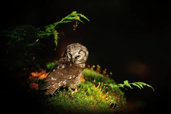 Coruja Boreal em pé no musgo — Fotografia de Stock