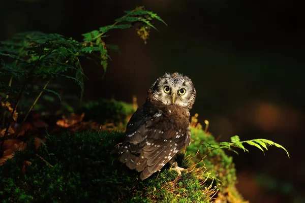 Hibou boréal debout sur la mousse — Photo