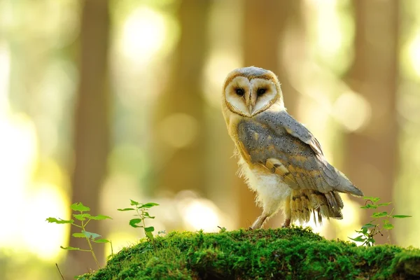 Barn owl standing on the moss — Stock Photo, Image