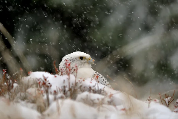 Faucon gerfaut en hiver enneigé — Photo