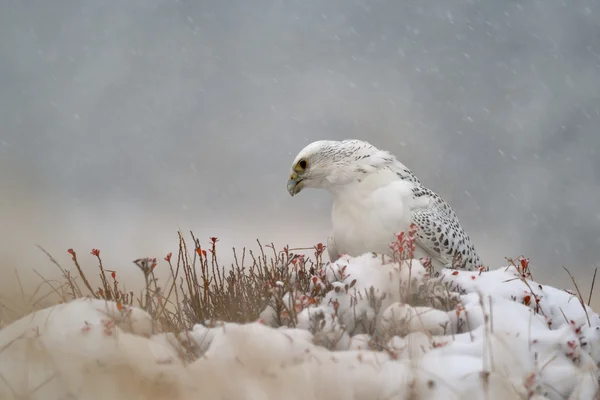 Faucon gerfaut en hiver enneigé — Photo