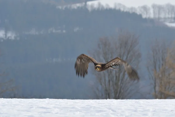 Steppe Eagle flying above the ground — Stock Photo, Image