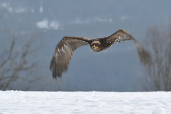 Steppe eagle vliegen boven de grond — Stockfoto