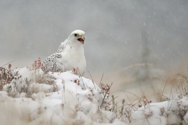 雪の冬にシロハヤブサ — ストック写真