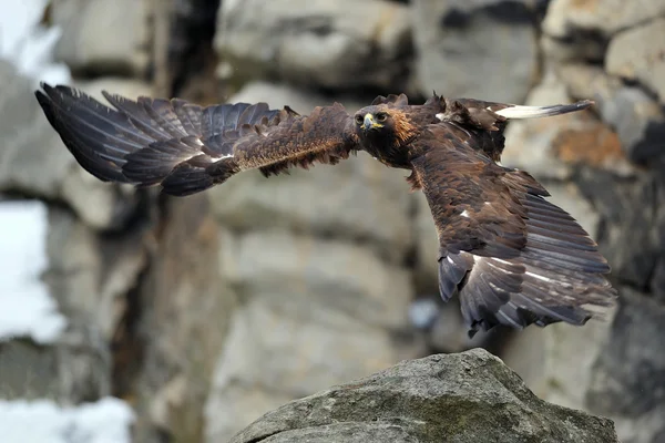 Aigle royal volant avec roche en arrière-plan — Photo