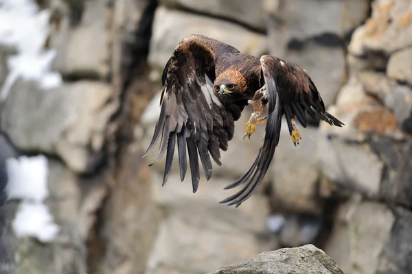 Flying Golden eagle with rock in background — Stock Photo, Image