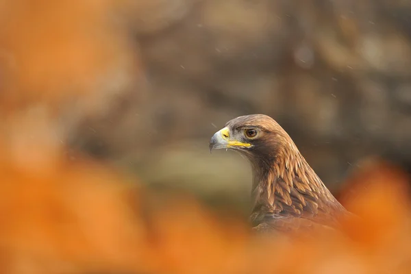 Retrato águila dorada — Foto de Stock