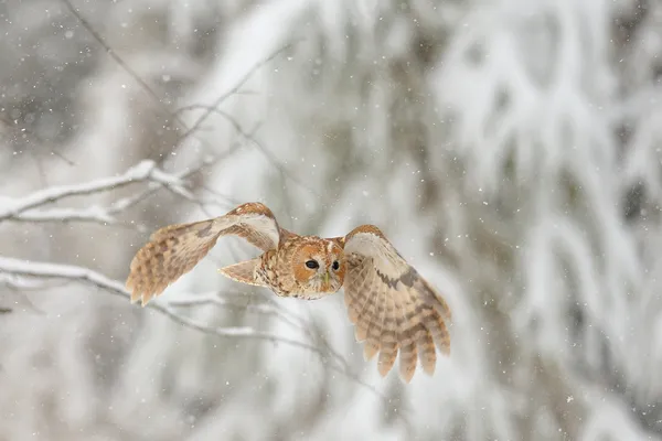 Fliegender Waldkauz — Stockfoto